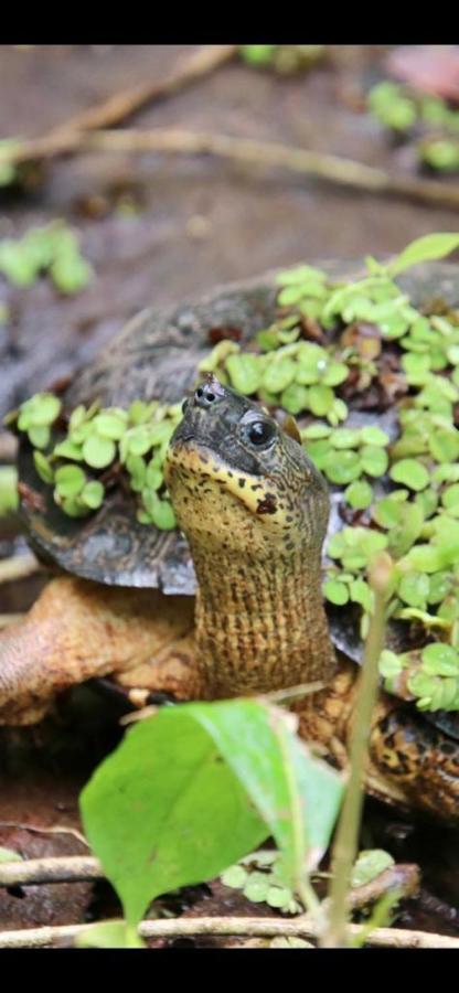 Cabinas El Muellecito Tortuguero Ngoại thất bức ảnh