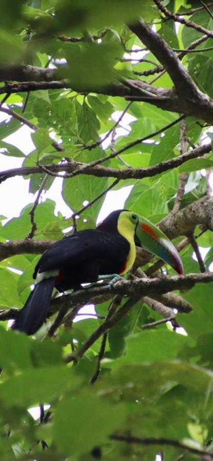 Cabinas El Muellecito Tortuguero Ngoại thất bức ảnh